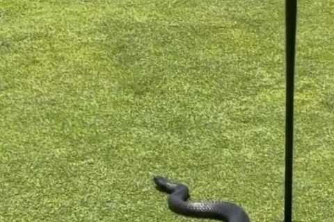 ‘Waiting for a birdie!’ – Watch shocking moment 4ft venomous snake slithers out of second hole on golf course