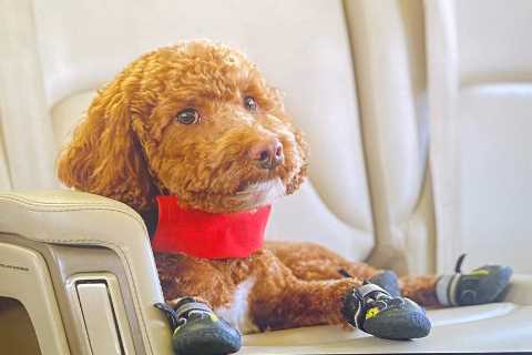 Inside glamorous life of Morikawa’s goldendoodle from flying on private jet to driving golf buggy and skateboarding