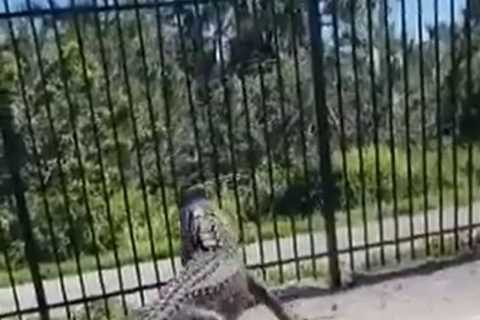 Watch terrifying moment enormous alligator BENDS brand new metal fence at golf club and climbs through