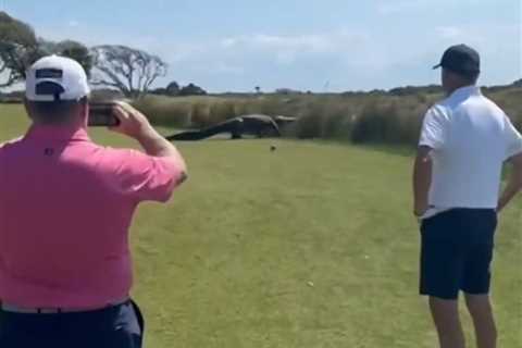 Massive Alligator Roams US Golf Course, Bewildering Players